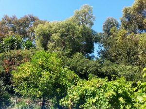 Vallon de la Pastorelle