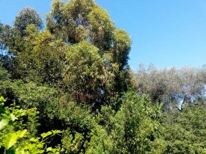 Vallon de la Pastorelle