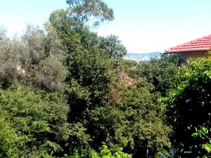 Vallon de la Pastorelle